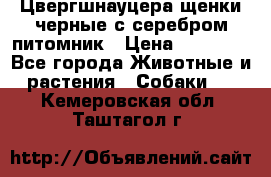 Цвергшнауцера щенки черные с серебром питомник › Цена ­ 30 000 - Все города Животные и растения » Собаки   . Кемеровская обл.,Таштагол г.